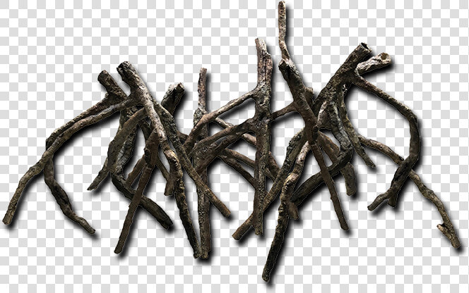 Logs Roots Bottom Rocks   Invertebrate  HD Png DownloadTransparent PNG