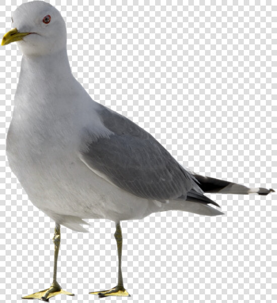 Seagull With No Background  HD Png DownloadTransparent PNG