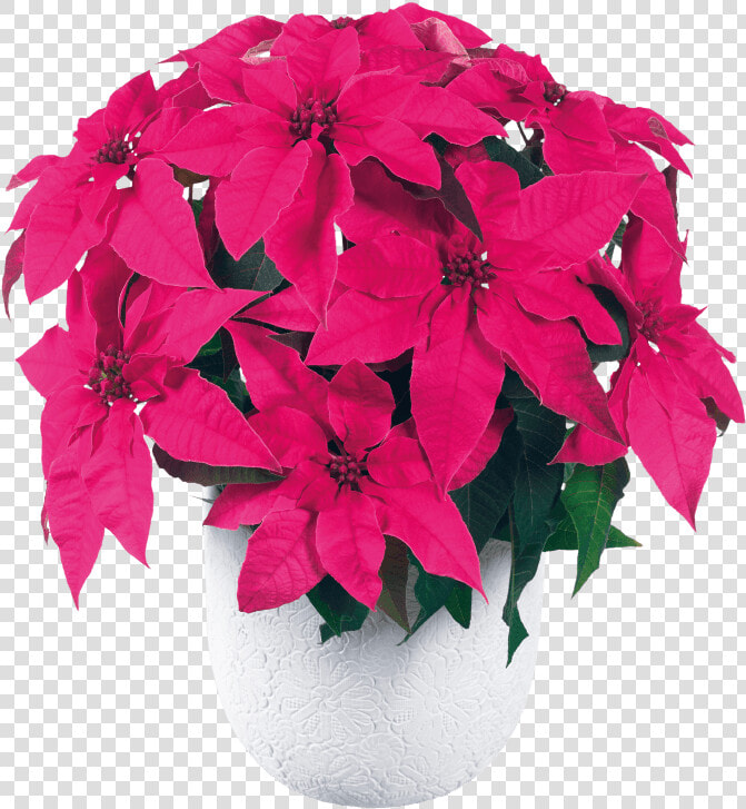 Princettia Ultra Pink   Poinsettia  HD Png DownloadTransparent PNG