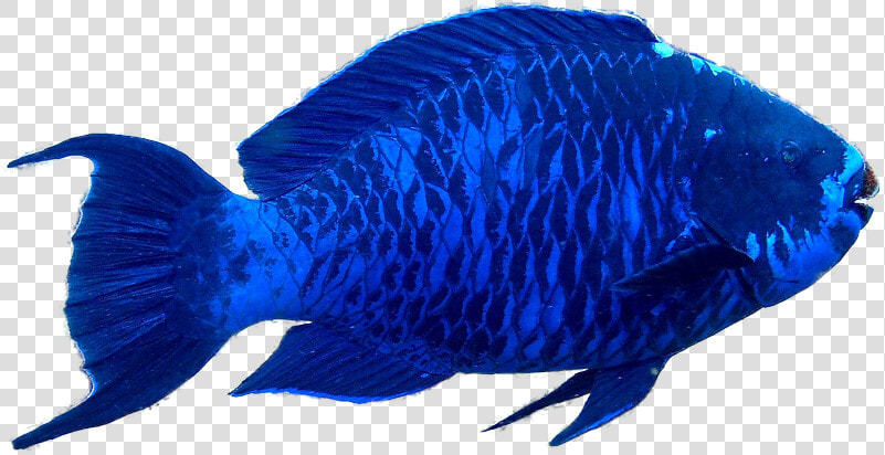The Parrotfish On Emaze   Blue Parrot Fish  HD Png DownloadTransparent PNG