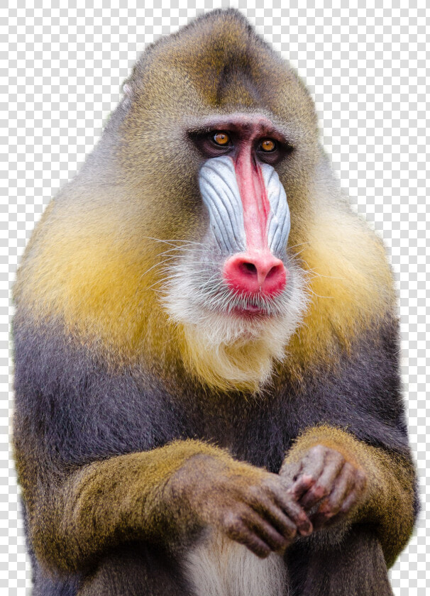 Mandrill Monkey Png Image   Monkey Png  Transparent PngTransparent PNG