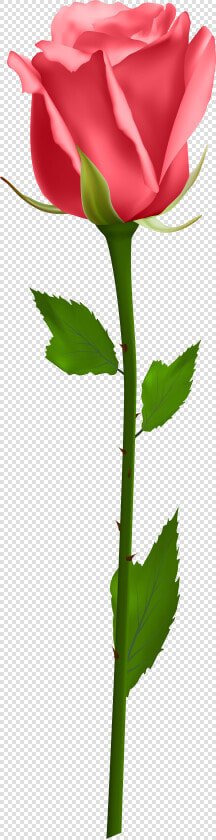 Flowers Clipart Stems   Transparent Background Rose Png  Png DownloadTransparent PNG