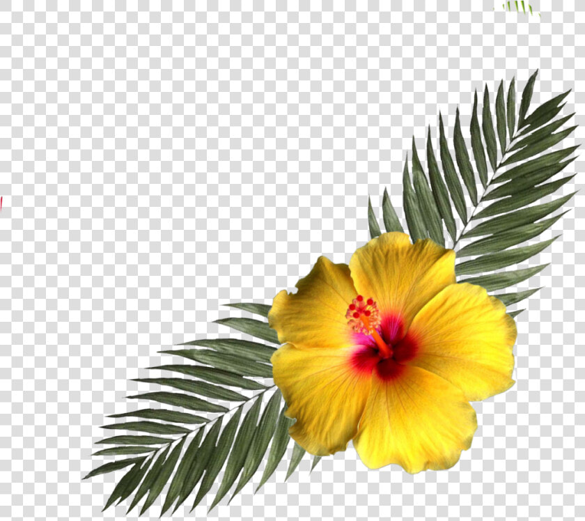  hibiscus  flower  tropicalflower  corner  flowers   Chinese Hibiscus  HD Png DownloadTransparent PNG