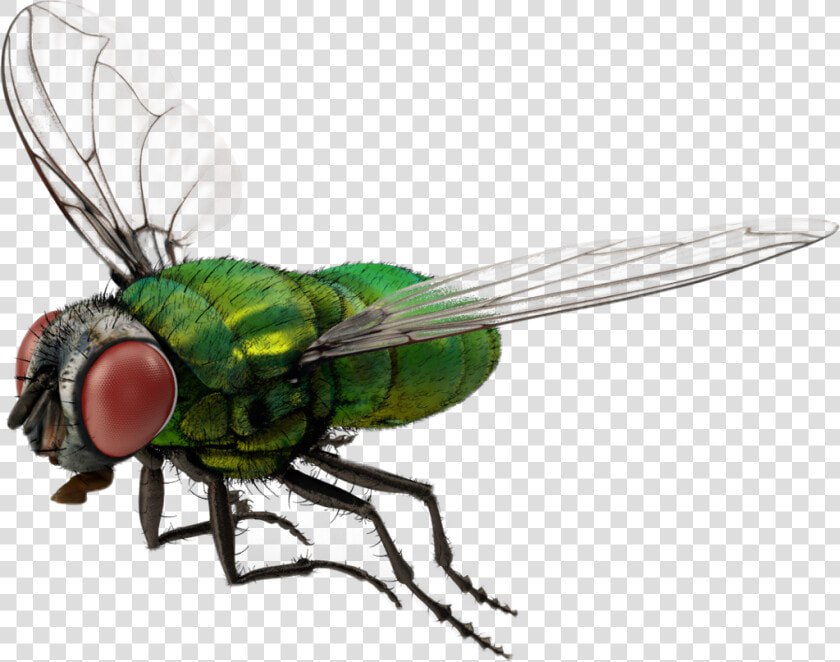  fly  bug  3d  nature  freetoedit   3d Fly Png  Transparent PngTransparent PNG