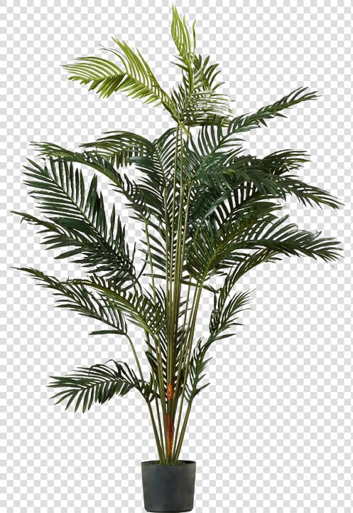 Palm Tree Png Image Transparent   Palm Tree Pot Transparent Background  Png DownloadTransparent PNG
