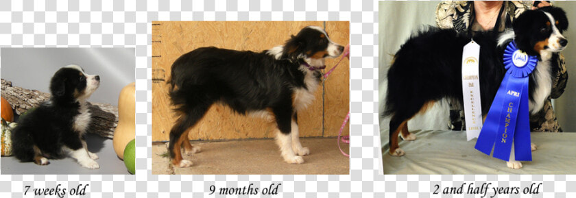 Growth Stages Of The Toy Aussie   Mini Australian Shepherd Growth  HD Png DownloadTransparent PNG