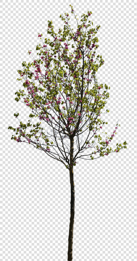 Cercis Siliquastrum Tree Cut Out  HD Png DownloadTransparent PNG