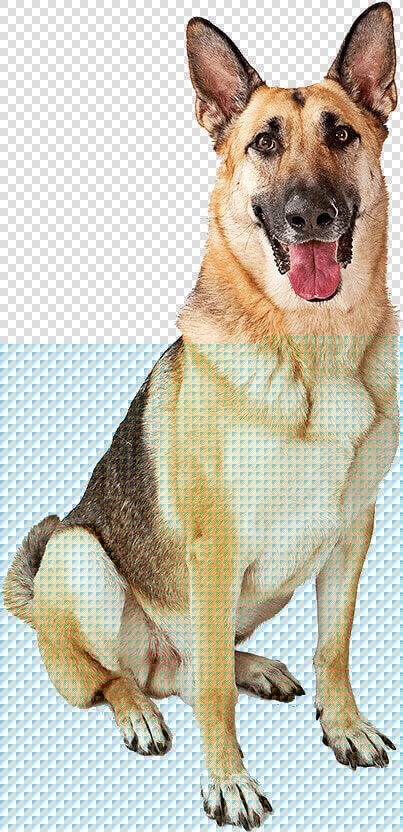 German Shepherd Sitting   German Shepherd Dog Puppies Puppy  HD Png DownloadTransparent PNG