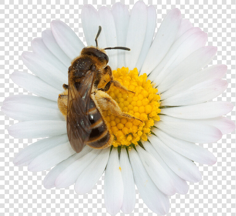 Transparent Honey Nut Cheerios Bee Png   Bee On Flower White Background  Png DownloadTransparent PNG