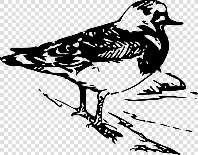 Prediseñadas De Animales  HD Png DownloadTransparent PNG