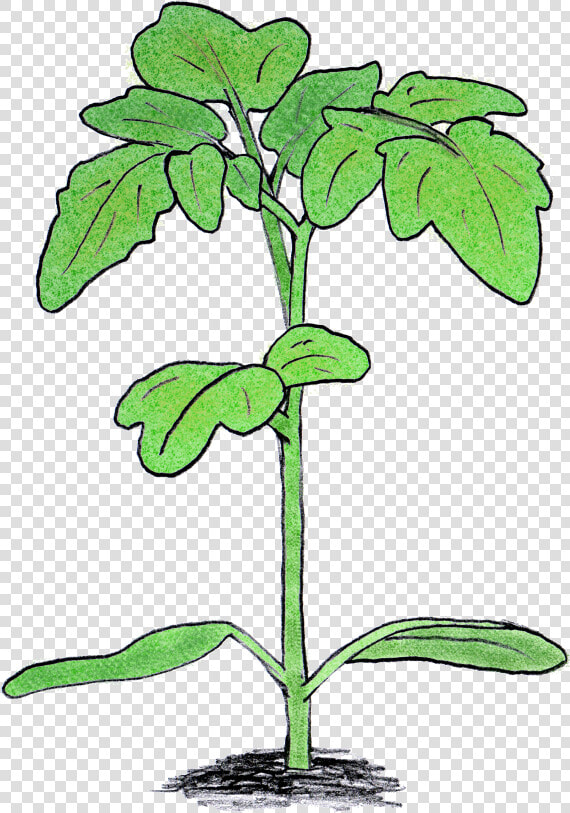 Tomato Plant   Tomato Plant Seedling Png  Transparent PngTransparent PNG