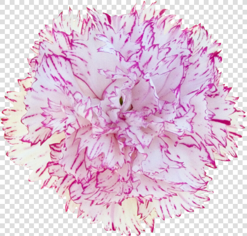 Carnation Dianthus    Dianthus  HD Png DownloadTransparent PNG