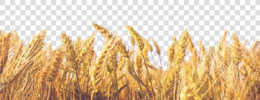 Wheat Field Png available For Anything And Anyone   Transparent Background Wheat Straw Png  Png DownloadTransparent PNG