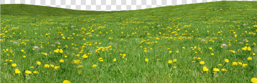  field  grass  flowers   Png Grass And Flowers  Transparent PngTransparent PNG