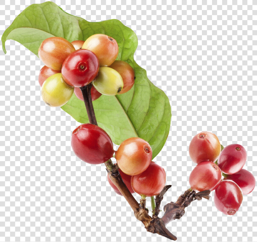 Fruto De Cafe Sin Fondo  HD Png DownloadTransparent PNG