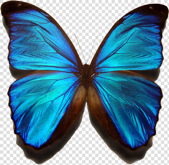 Blue Morpho Butterfly   Blue Butterfly With No Background  HD Png DownloadTransparent PNG
