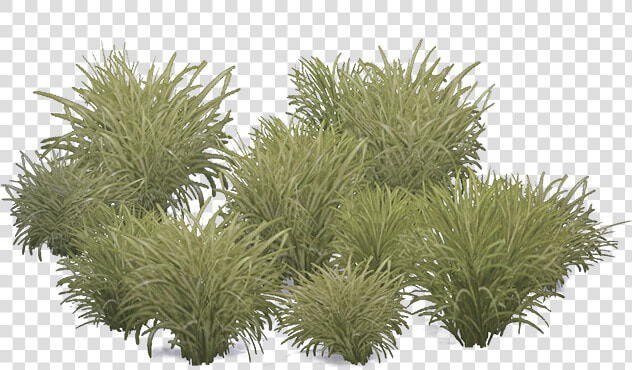 Marramgrass Aves   Marram Grass Png  Transparent PngTransparent PNG