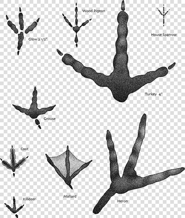 Bird Footprints Identification   Png Download   Heron Track  Transparent PngTransparent PNG