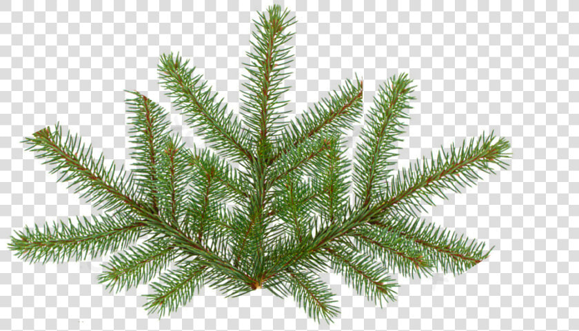 Pine Tree Texture Png   Fir Tree Leaf Png  Transparent PngTransparent PNG