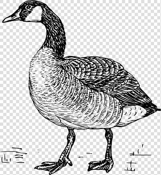 Transparent Grey Goose Png   Goose Black And White  Png DownloadTransparent PNG