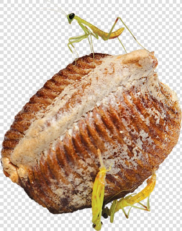 Praying Mantis Eggs  HD Png DownloadTransparent PNG