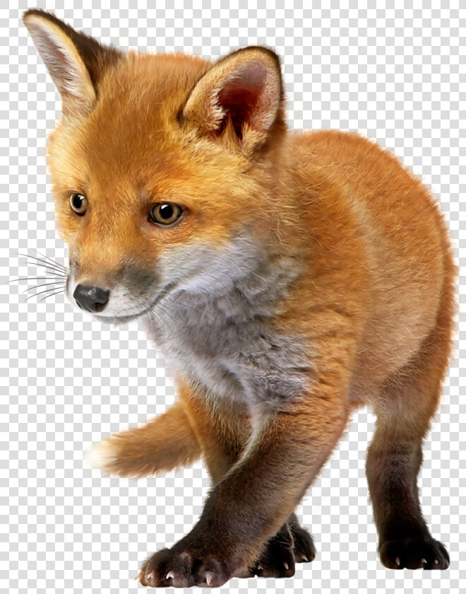 Baby Fox Png Clip Art   Baby Fox Png  Transparent PngTransparent PNG