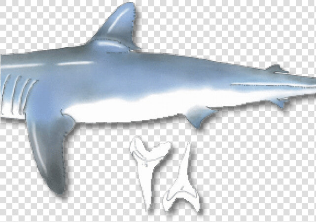 Requiem Shark  HD Png DownloadTransparent PNG