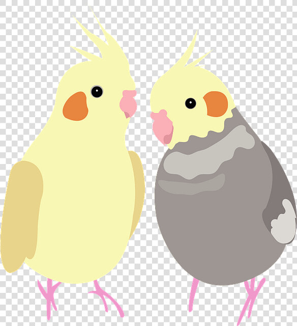 Cockatiel  HD Png DownloadTransparent PNG