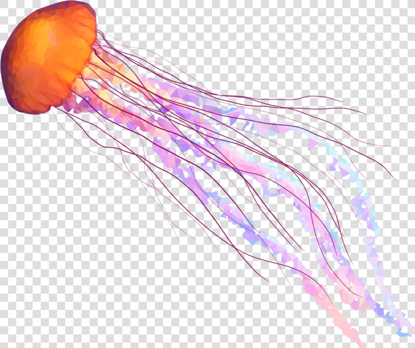 Clip Art Banner Stock Transparent   Jellyfish Png  Png DownloadTransparent PNG