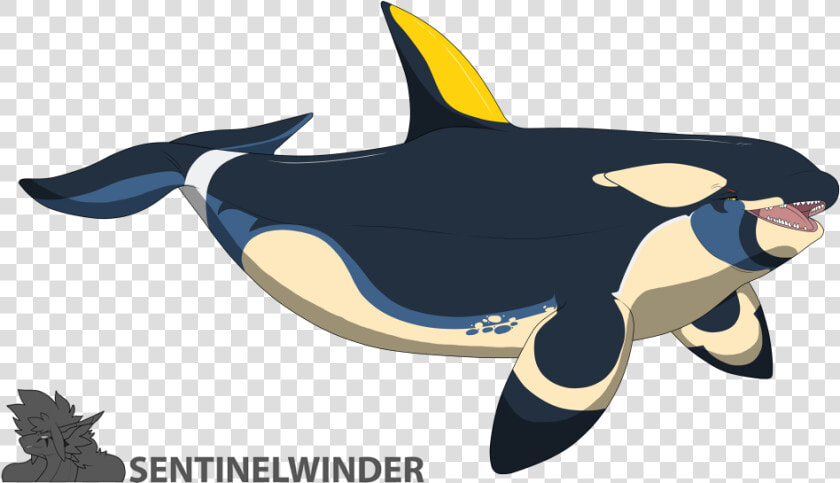 Dakota Orca     Killer Whale  HD Png DownloadTransparent PNG