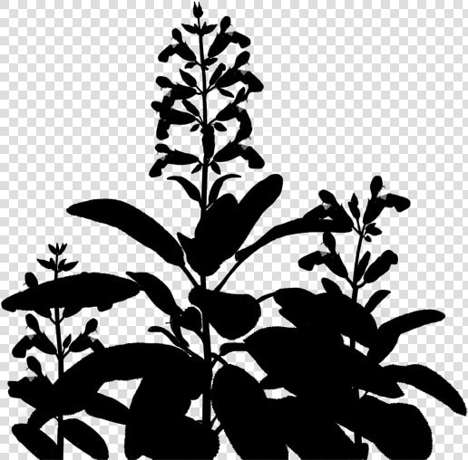 Flowering Leaf Plant Stem Download Free Image Clipart   Plant Silhouette Transparent  HD Png DownloadTransparent PNG