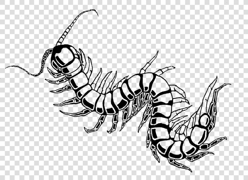 Centipede Drawing Best   Draw A Centipede  HD Png DownloadTransparent PNG