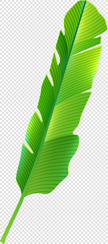 Tropical Leaf Png Clip Art   Banana Leaf Png Clipart  Transparent PngTransparent PNG
