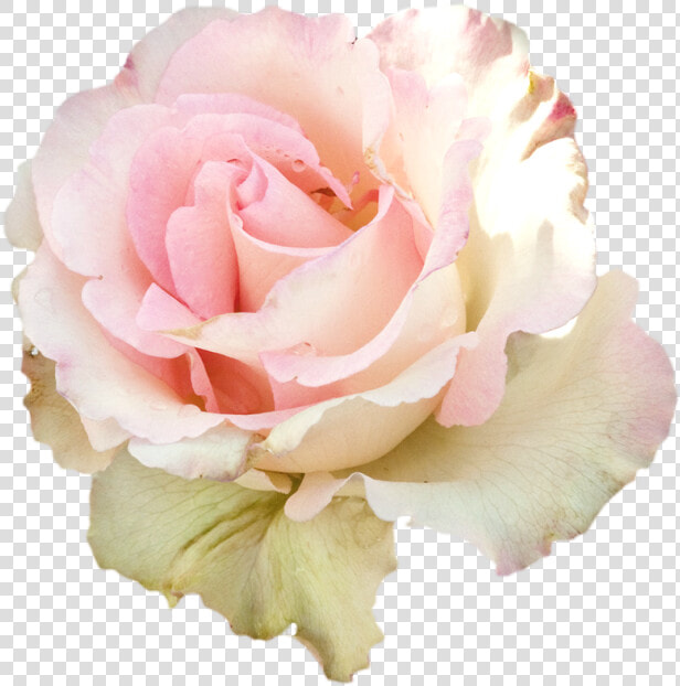  roses  soft  pastel  rose  flowers  png  pink  ddlg   Portable Network Graphics  Transparent PngTransparent PNG