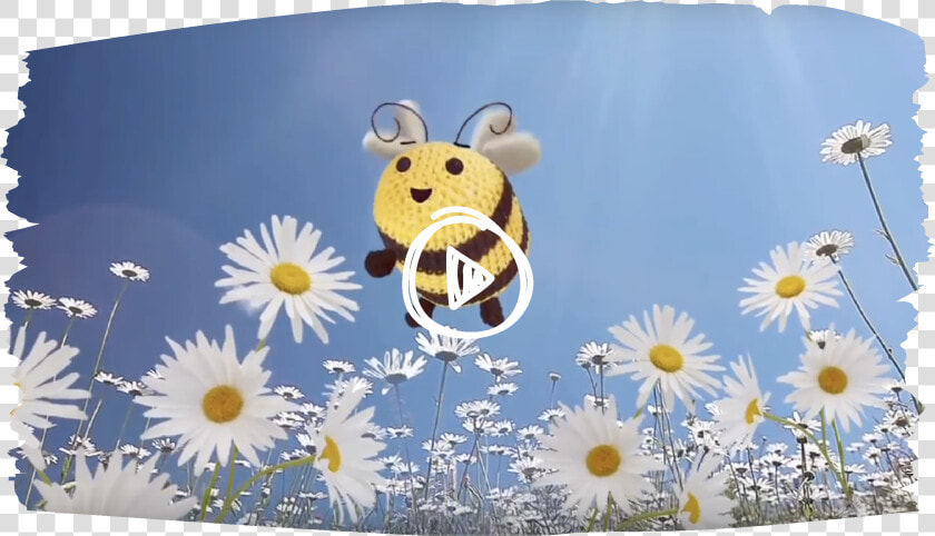 Camomile  HD Png DownloadTransparent PNG