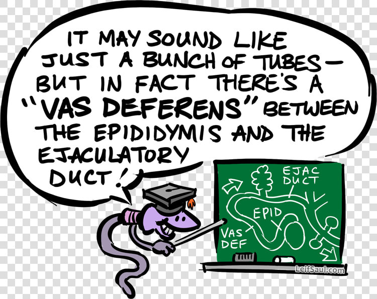 Vas Deferens Mnemonic With Prof   Illustration  HD Png DownloadTransparent PNG