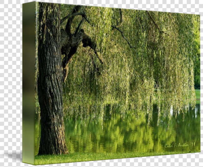 Clip Art Tree And Pond Meditation   Willow  HD Png DownloadTransparent PNG