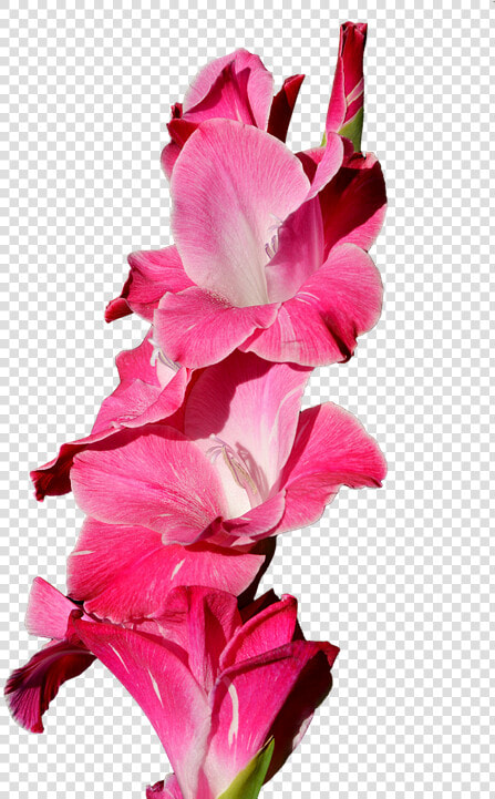 Gladiolus  Gladidus  Butterfly Greenhouse  Sword Flower   Gladiolo Png  Transparent PngTransparent PNG