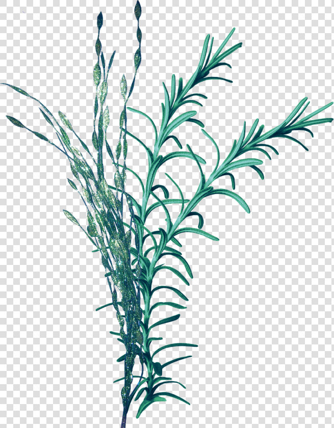  mq  seagrass  sea  leaf  leafs  water  nature  aqua   Ocean Plant Png  Transparent PngTransparent PNG