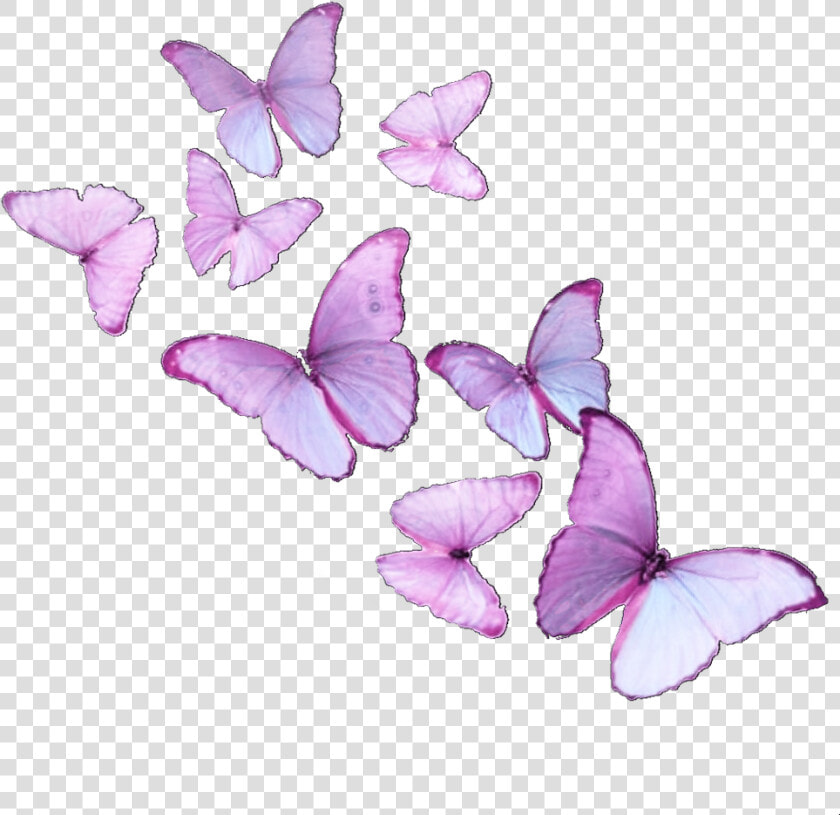  butterfly  butterflies  butterflyeffect  butterflysticker   Brush footed Butterfly  HD Png DownloadTransparent PNG