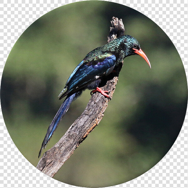 Coraciiformes  HD Png DownloadTransparent PNG