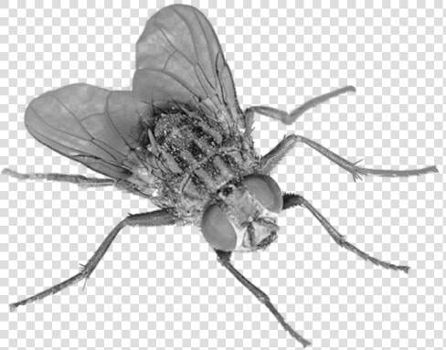 Flying Bug Png   Fly Transparent Background  Png DownloadTransparent PNG