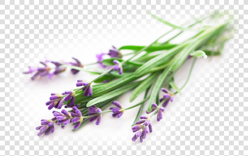 Lavender   Essential Oil Lavender Png  Transparent PngTransparent PNG