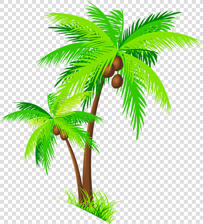 Coconut Tree Clipart   Palm Trees With Coconuts Png  Transparent PngTransparent PNG
