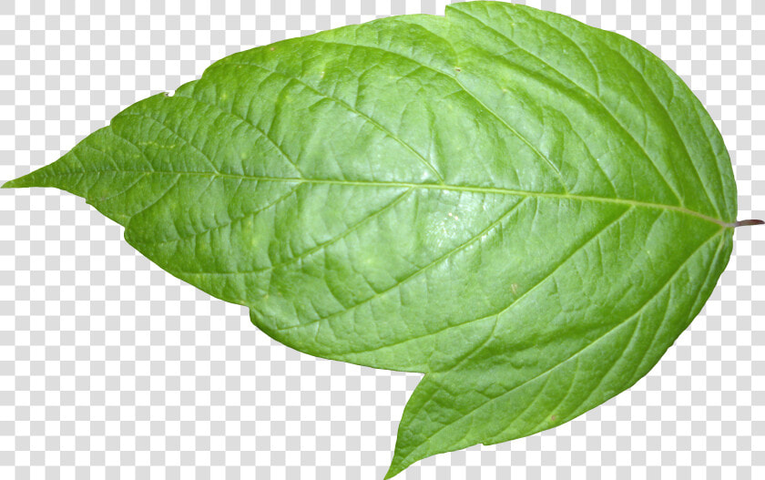 Plant Textures Leaf 06 Png Liberated Pixel Cup Tree   Transparent Background Leaf Png  Png DownloadTransparent PNG