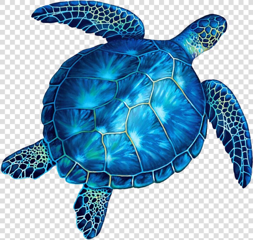 Turtle No Background   Blue And Green Sea Turtles  HD Png DownloadTransparent PNG