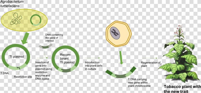 Agrobacterium Tumefaciens Schema  HD Png DownloadTransparent PNG