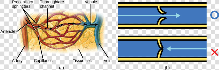 Blood Flow To Tissues  HD Png DownloadTransparent PNG