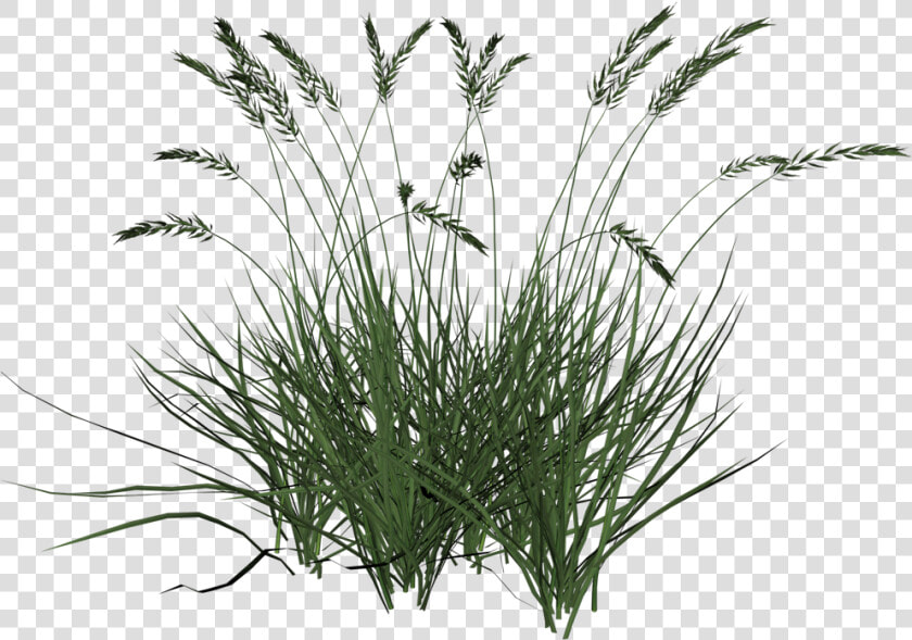 Tall Grasses Png   Tall Grass Transparent Background  Png DownloadTransparent PNG