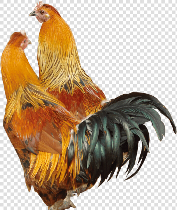 Transparent Chicken   Петухи Пнг  HD Png DownloadTransparent PNG